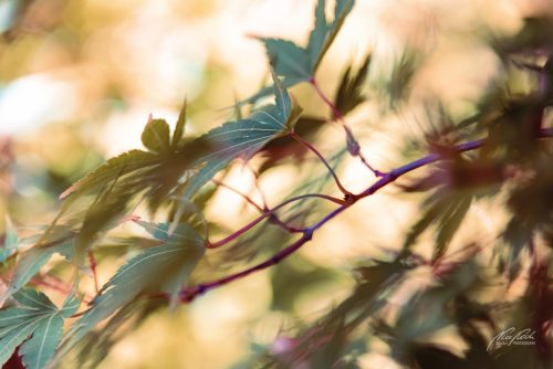 BGK509-1578-Ahornzweig-im-herbstlichen-Licht