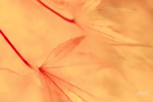 BGK510-2685-Herbstmaerchen-der-Ahornblaetter
