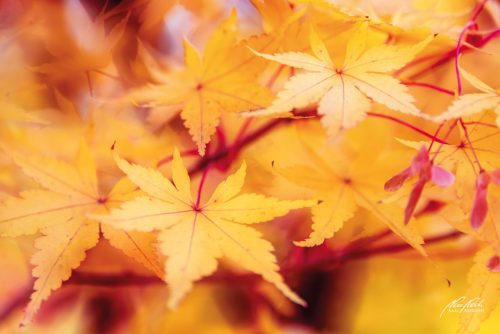 BGK610-6360-Ahornblaetter-in-den-Farben-des-Herbstes