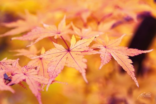 BGK610-6362-Ahornblaetter-im-goldenen-Herbst