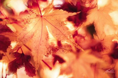 BGK610-6519-Herbstliche-Ahornblaetter-im-froehlichen-Licht