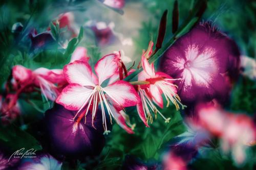 BPK408-2686-Tanz-der-Sommerblumen
