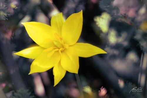 BPK504-6437-Bezaubernde-Wildtulpe