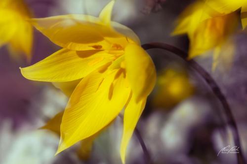 BPK504-6446-Wildtulpen-in-der-Fruehlingssonne