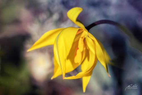 BPK504-6460-Zauberhafte-Wildtulpe