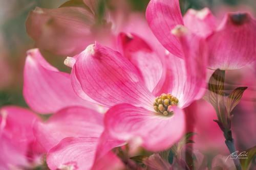 BPK504-6941-Zauberhafter-Blumenhartriegel