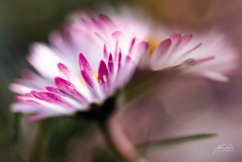 BPK602-3853-Gaensebluemchen-im-Fruehlingstanz