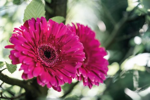 BPK605-5079-Gerbera-vom-Licht-umspielt