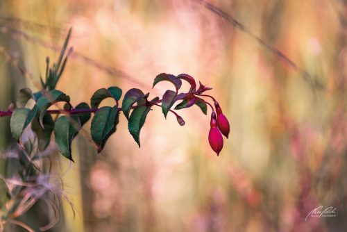 BPK609-5961-Malerische-Gartenfuchsie