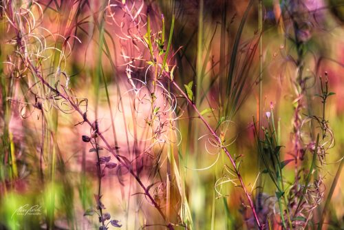 BPK609-5965-Wildblumen-im-Zauber-des-Sommers