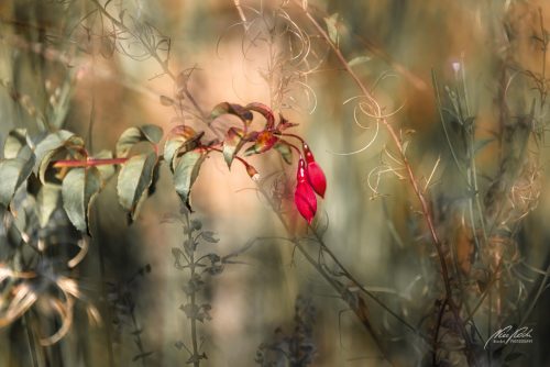 BPK609-5966-Gartenfuchsie-im-Zauber-des-Sommers