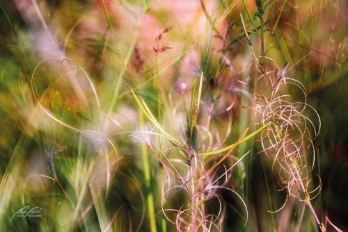 BPK609-5985-Wildblumen-vom-Sommer-liebkost