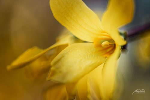 BPK703-7479-Forsythienblueten-im-Bann-der-Farben