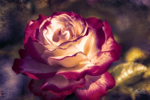 FTK306-1343-Zweifarbige-Rose-im-Sonnenlicht
