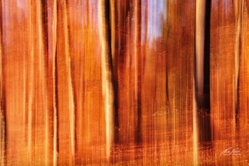 FTK511-3016-Goldener-Herbst-im-Wald-abstrakt