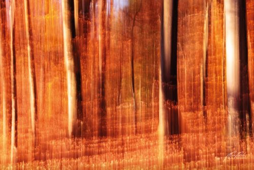 FTK511-3018-Herbstliche-Farben-im-Wald-abstrakt