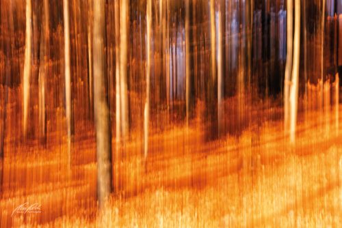 FTK511-3019-Herbstwald-im-goldenen-Sonnenschein-abstrakt