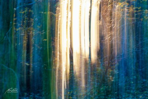 FTK511-3092-Wald-im-Bann-des-Lichts-abstrakt