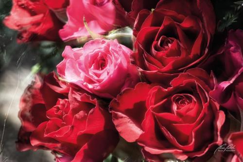 RBK503-5453-Rosarot-und-rote-Rosen