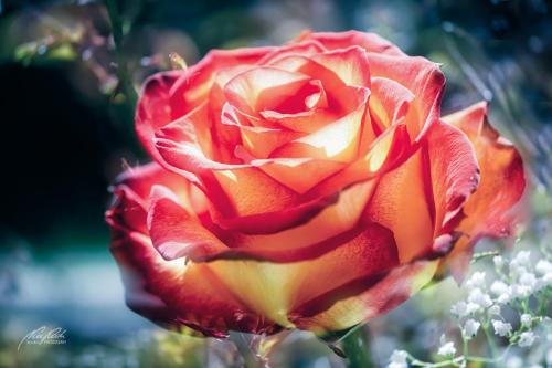 RBK504-5798-Rosenbluete-von-der-Sonne-gekuesst