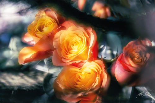 RBK505-7377-Maerchenstunde-der-Rosenblueten