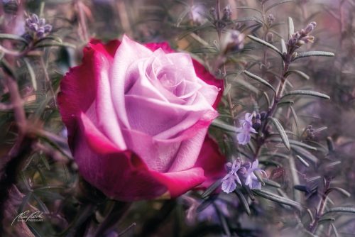 02 Rosen & Bouquets