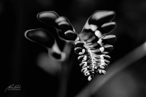 SWK407-0945-Monbretie-Knospen-sw