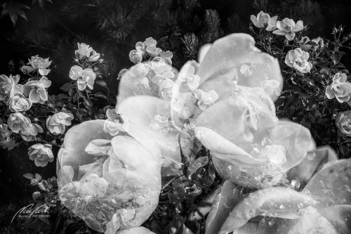 SWK410-3668-Rosenblueten-im-Maerchenland-sw