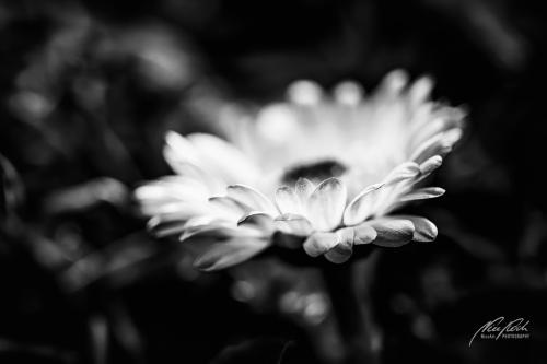 SWK503-5107-Gaensebluemchen-in-der-Glut-der-Abendsonne-sw