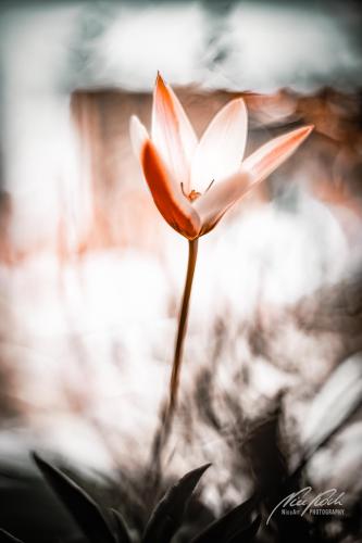BPU004-05775-Kleine-zweifarbige-Tulpe
