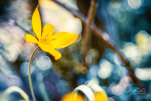 BPU004-06037-Weinbergtulpe-mit-Bokeh