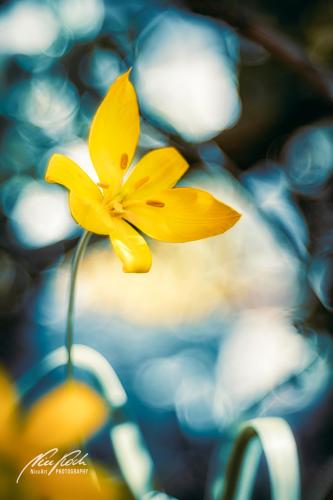 BPU004-06049-Weinbergtulpe-im-Fruehlingslicht