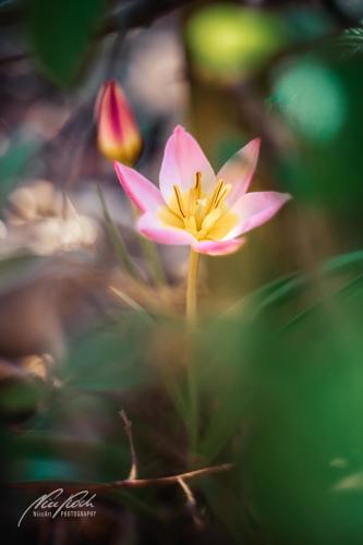 BPU004-DSC05811-Kleine-Tulpe-im-Sonnenschein