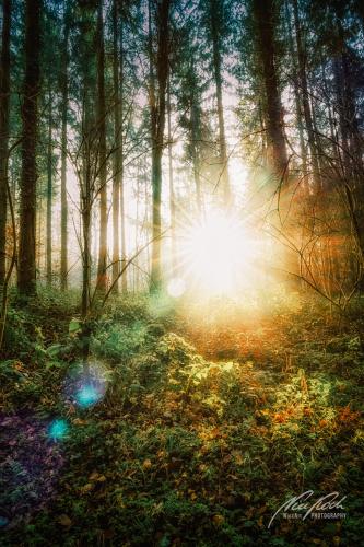 LBU001-04687-Wald-mit-zauberhaftem-Sonnenstern