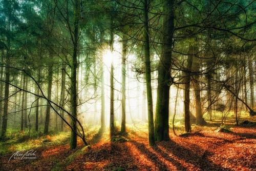 LBU001-04698-Vertraeumter-Wald-mit-Sonnenstern