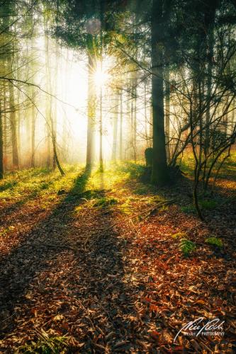 LBU001-04705-Wald-im-Licht-mit-Sonnenstern