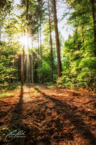 LBU005-06256-Sonnenstern-und-Schatten-im-Wald