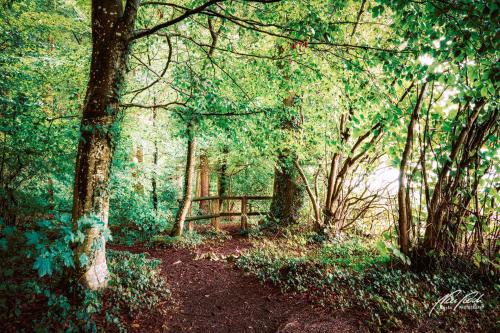 LBU008-07974-Waldweg-mit-Holzzaun