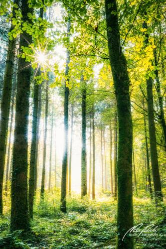 LBU009-08384-Kleiner-Sonnenstern-im-Wald
