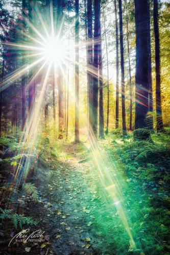 LBU010-08631-Maerchenhafter-Sonnenstern-im-Wald
