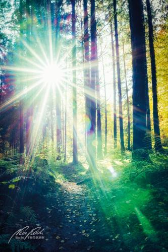 LBU010-08633-Vertraeumter-Sonnenstern-im-Wald