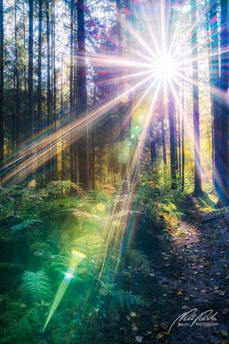 LBU010-08639-Verzauberter-Sonnenstern-im-Wald