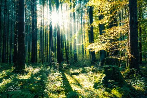 LBU010-08661-Hoffnungsvolle-Stimmung-im-Wald
