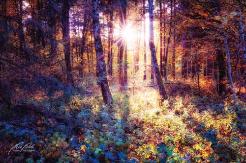 LBU010-08712-Wald-im-goldenen-Licht-des-Herbstes