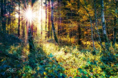LBU010-08714-Zauberhaftes-Licht-im-Wald