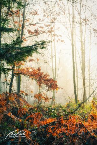 LBU012-00023-Fartupfer-im-Nebelwald