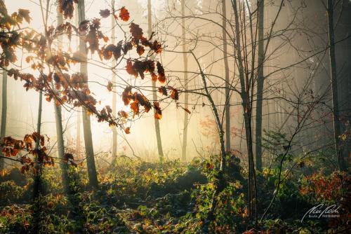LBU012-00032-Mystisches-Licht-im-Nebelwald