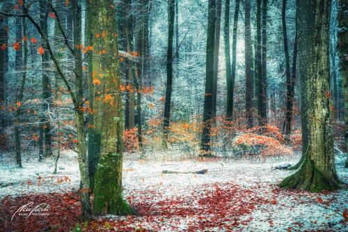 LBU012-09529-Farbtupfer-im-Winterwald