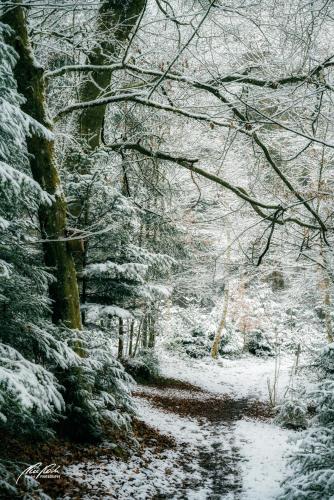LBU101-00332-Mystische-Winterstimmung-im-Feenwald