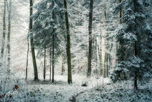 LBU101-00339-Kleiner-Pfad-durch-den-Winterwald
